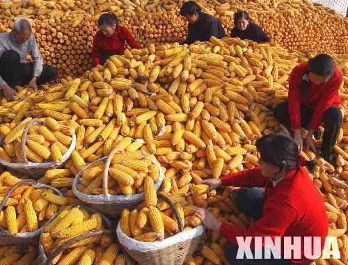 中国粮食生产与人口_抓好农业特别是粮食生产.近14亿中国人的饭碗,必须牢牢端