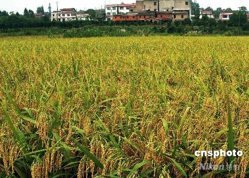 粮食与人口平衡_七彩云南保护行动网(3)